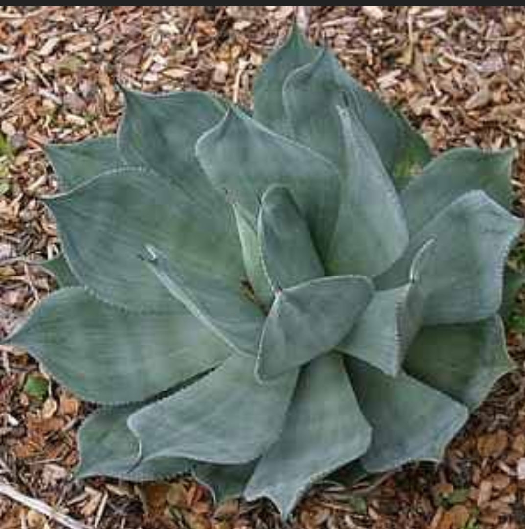 The Wave of the Ocean, Agave Celsii Nova