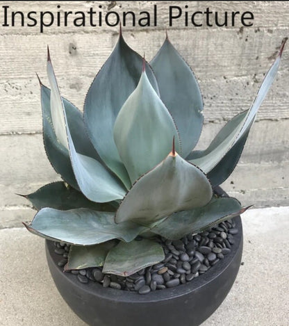 The Wave of the Ocean, Agave Celsii Nova