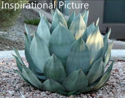 The Wave of the Ocean, Agave Celsii Nova